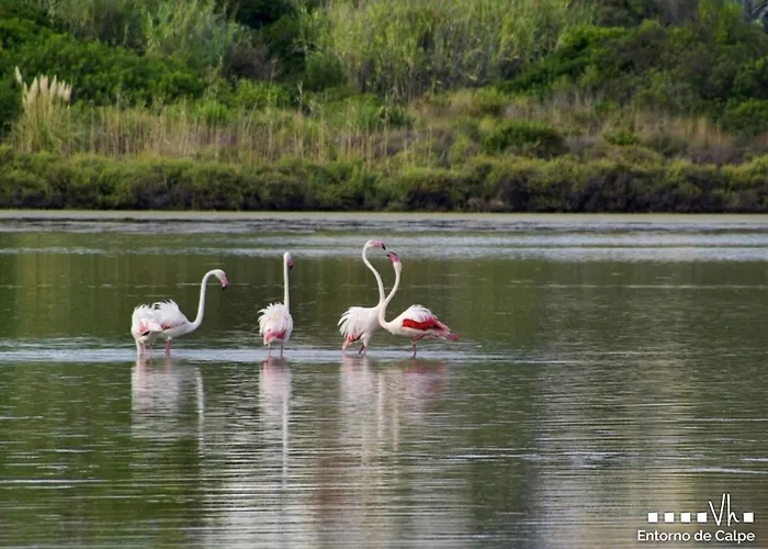 Vh Costablanca - Alosa *